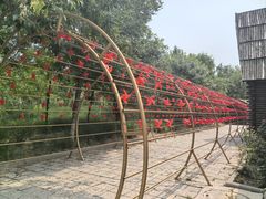 -西青郊野公园