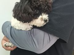 -瑞派·关忠动物医院猫科外科·异宠·24小时转诊中心(祥云店)