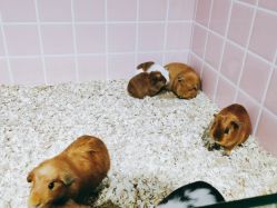 -Moni星球萌宠·小马宝莉·灵蛇·高端高阶全萌宠互动体验俱乐部(红豆国际广场店)