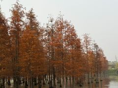 -白鹭湾湿地公园