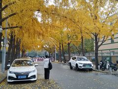 -三里屯东五街银杏大道