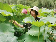 -陈家山荷花公园