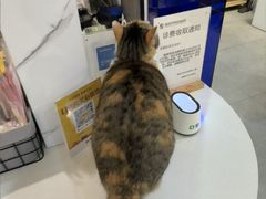 -伟伟宠物医院·CT影像中心·瑞派犬猫综合性门诊(汉口总院)