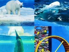 -海合安天津极地海洋公园