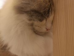 -猫的茶·猫咖