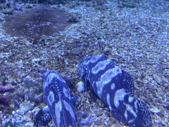 -沙沙哗啦海洋馆(华宇百花谷店)
