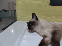 -中农大我爱我爱动物医院·核磁CT·猫病·24小时夜诊中心(石佛营店)