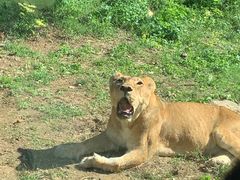 -石家庄市动物园