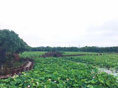 -荷塘月色湿地公园·向阳花洲