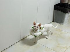 -美联众合动物医院·24h转诊中心
