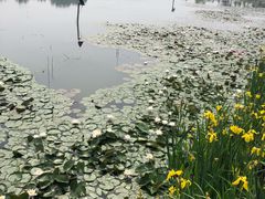 -微山湖红荷湿地景区