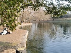 -上海共青森林公园