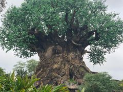 -奥兰多迪士尼动物王国乐园