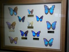 -上海昆虫博物馆