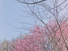 -自然谷恐龙园