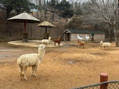 -大连森林动物园