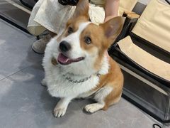 -伟伟宠物医院·CT影像中心·瑞派犬猫综合性门诊(汉口总院)