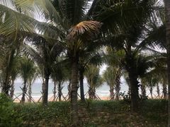 -三亚海棠湾喜来登度假酒店大堂吧