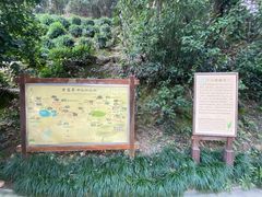 -十八棵（老龙井）御茶园(老龙井店)