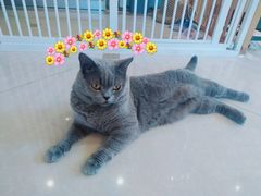 -Catmate·猫肥家润(金润铂宫店)