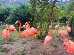 -青岛森林野生动物世界