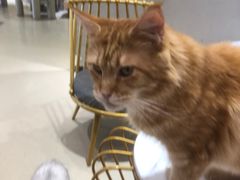 -藏猫猫咖啡主题馆(中央大道店)