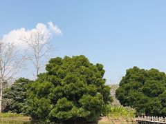 -中国科学院西双版纳热带植物园