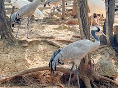 -燕塞湖鸟语林景区