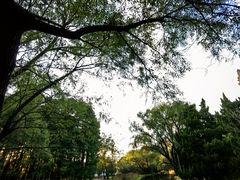 -上海共青森林公园