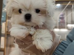 -翊宠yipet猫狗购宠庄园犬舍•猫舍