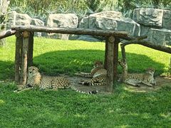 -北京野生动物园