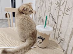 -楼上猫咖(罗湖店)