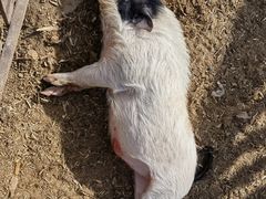 -清风小镇闯关东影视基地