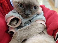 -瑞鹏宠物医院·宠保定点·心脏科·内科(御桥分院)