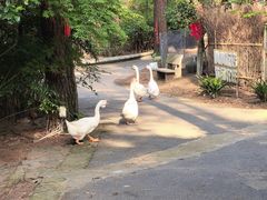 -小小饭店·休闲农庄·安吉松树林里的农家菜