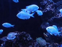 -暹罗海洋世界