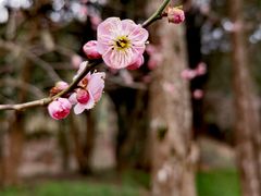 -梅花山(明孝陵内)