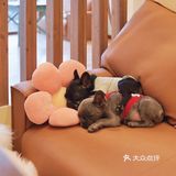 南宁有趣小店·喵庄园