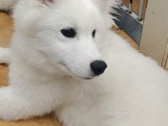 -Let's go狗咖·猫咖·奶狗·桌游(春熙路IFS店)