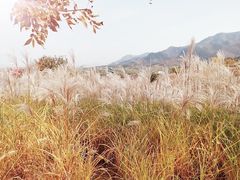 -密云玫瑰情园