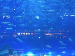 -成都浩海立方海洋公园