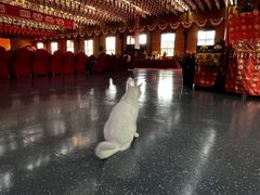 -龙华素斋(龙华路店)