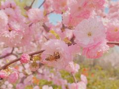 -石家庄市植物园