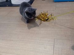 -猫爷宠物生活馆·撸猫馆