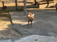 -清迈夜间动物园