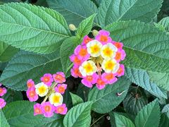 -南宫五洲植物乐园