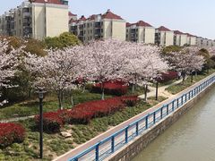 -高东镇樱花园