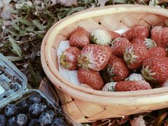 -南国桃园旅游度假区