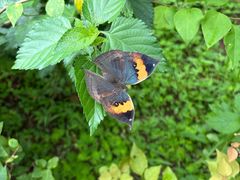 -野象谷景区