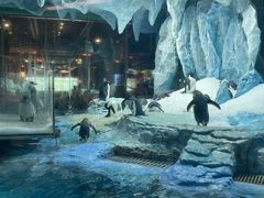 -帝企鹅自助餐厅•儿童岛•真企鹅(长隆企鹅酒店)